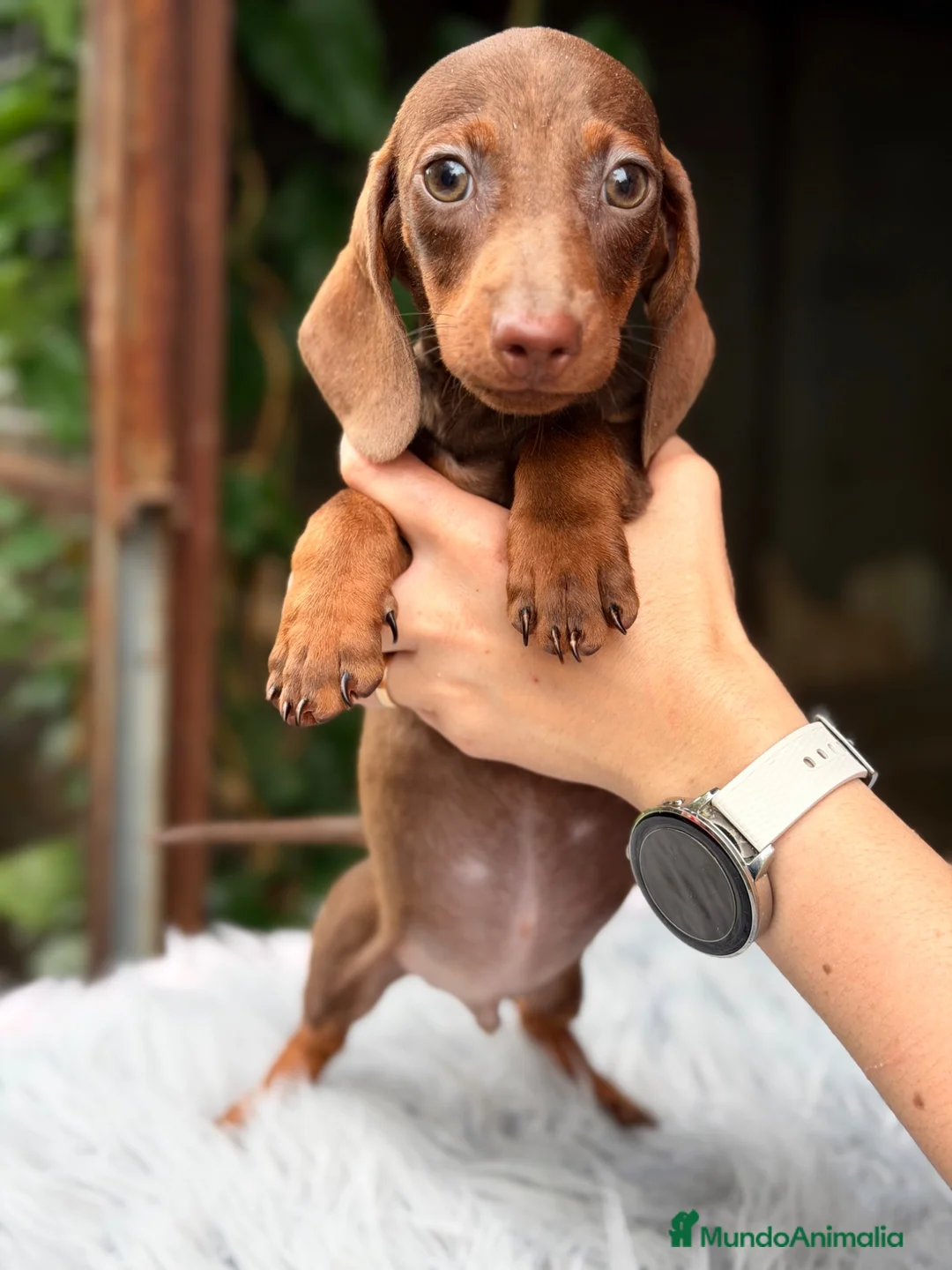 Teckel Miniatura perros en venta: Teckel mini chocolate  - Anuncio 1
