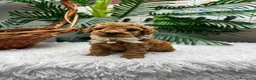 Caniche Toy perros en venta: CANICHE TOY - Anuncio 13