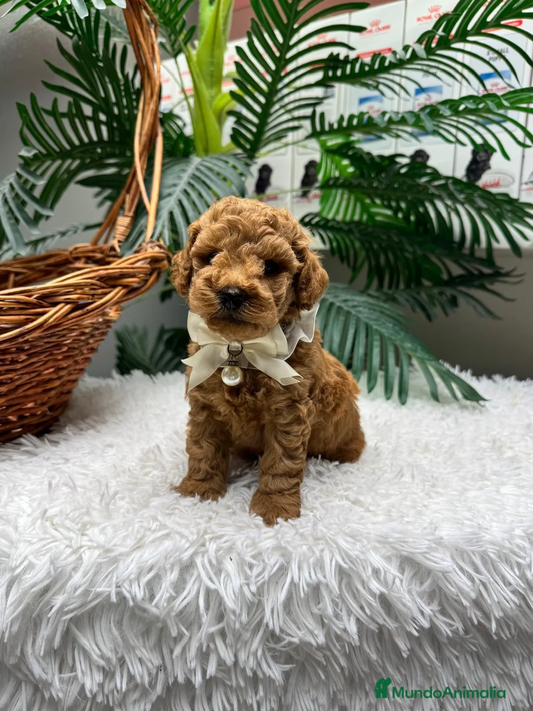 Caniche Toy perros en venta: CANICHE TOY - Anuncio 13