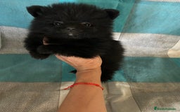 Pomerania perros en venta: Pomeranias - Imagen 12