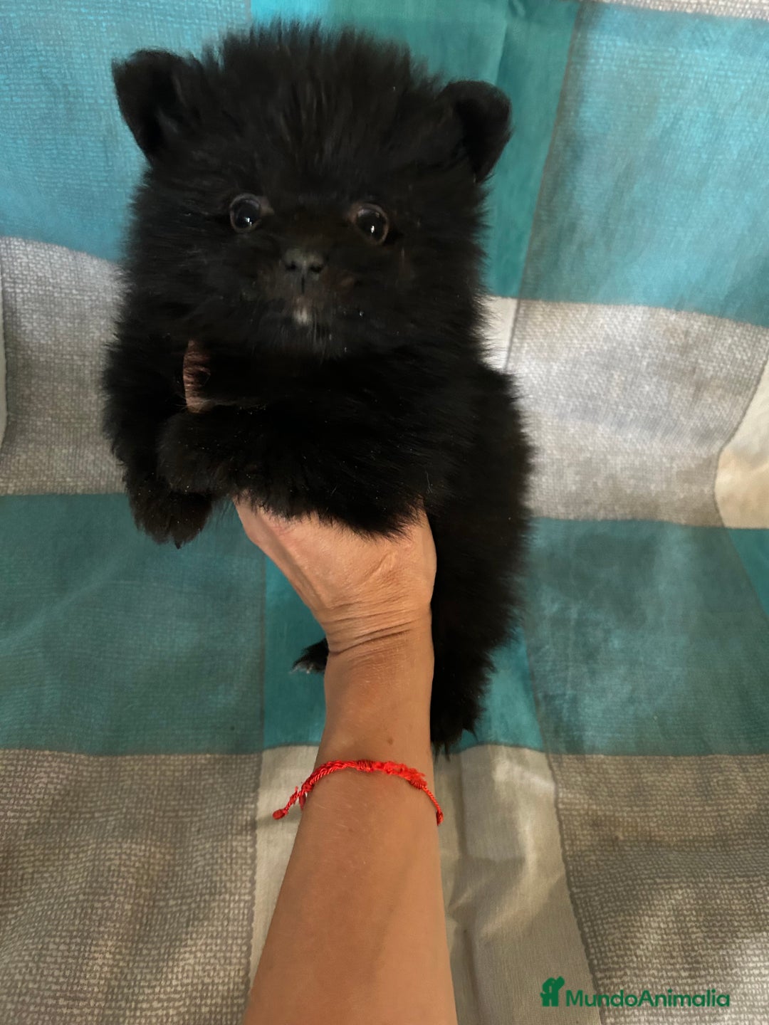 Pomerania perros en venta: Pomeranias - Imagen 12