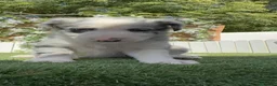 Border Collie perros en venta: CAMADA BORDER COLLIE MERLE - Anuncio 6