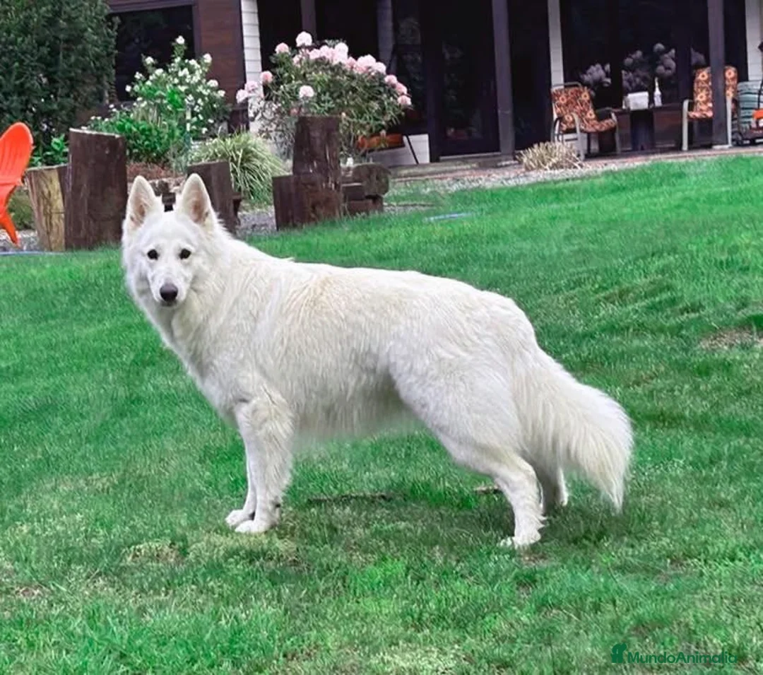 Pastor Blanco Suizo perros en venta: Disponibles cachorros de pastor blanco suizo - Anuncio 1