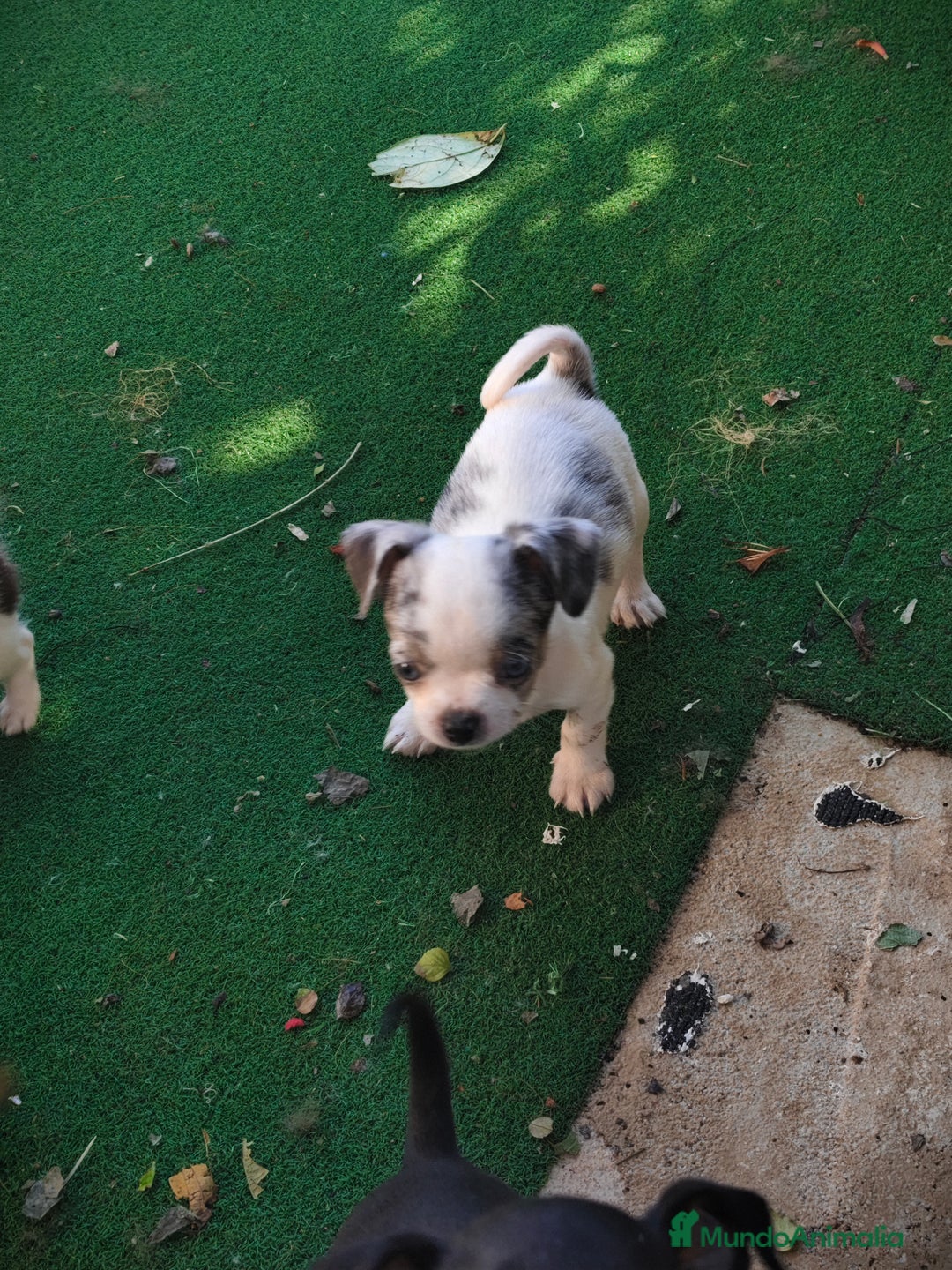Chihuahua perros en venta: Chihuahua Toy  - Anuncio 2
