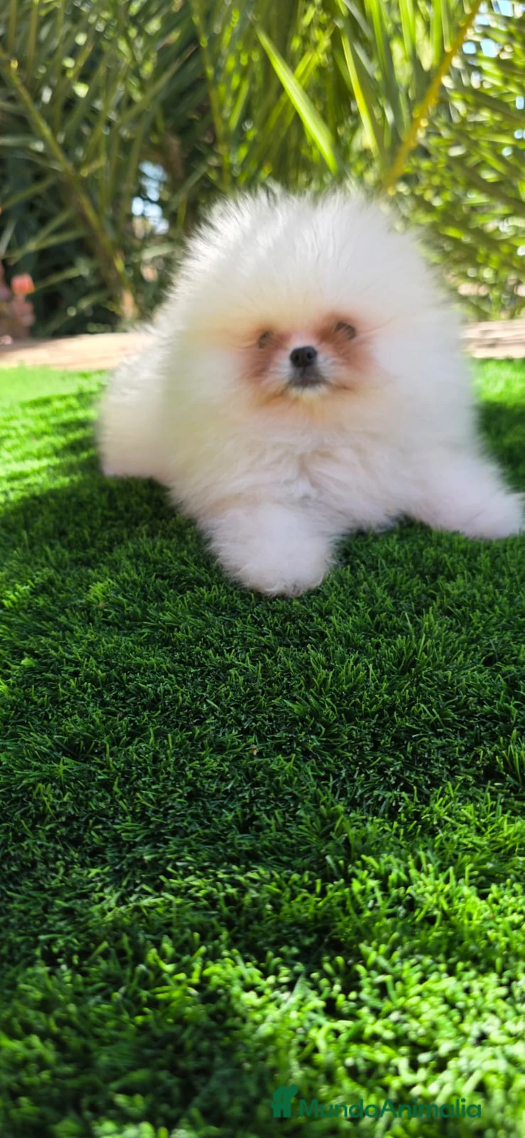 Pomerania perros en venta: Pomeranias de altísima calidad, los más pequeños! - Anuncio 5