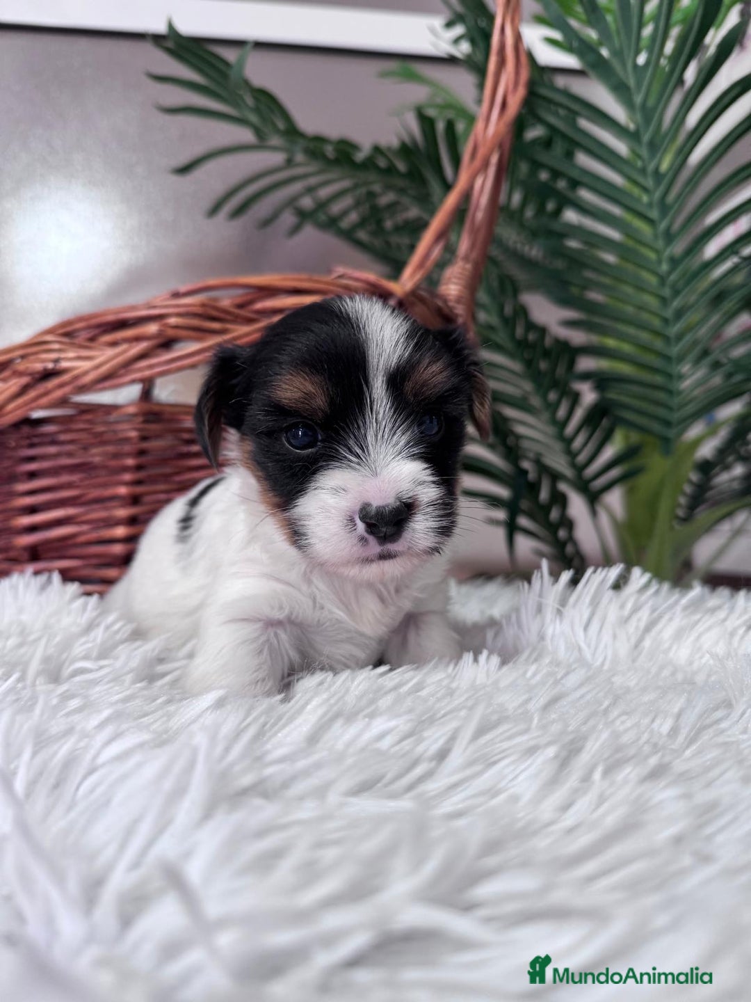 Yorkshire Terrier perros en venta: YORKSHIRE BIEWER MACHO - Anuncio 13