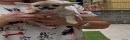 Chihuahua perros en venta: Excelentes machitos chihuahua - Anuncio 9