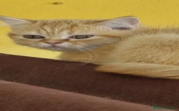 Persa gatos en venta: Gatos persa - Imagen 2