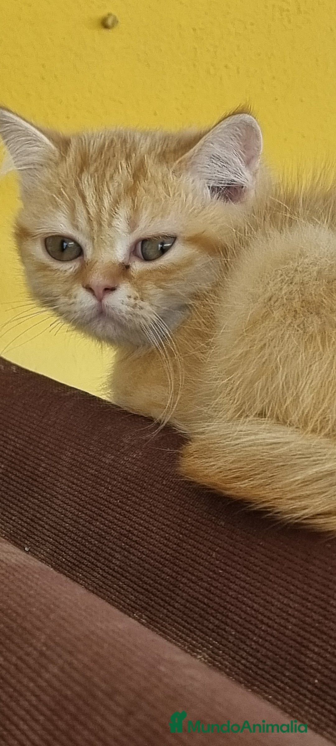 Persa gatos en venta: Gatos persa - Imagen 2