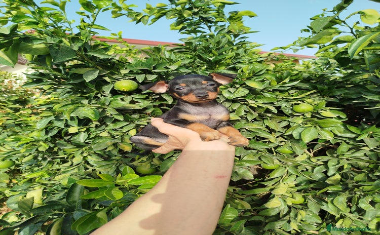 Pinscher Miniatura perros - Anuncio 1