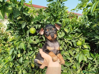 Pinscher Miniatura perros - Anuncio 17