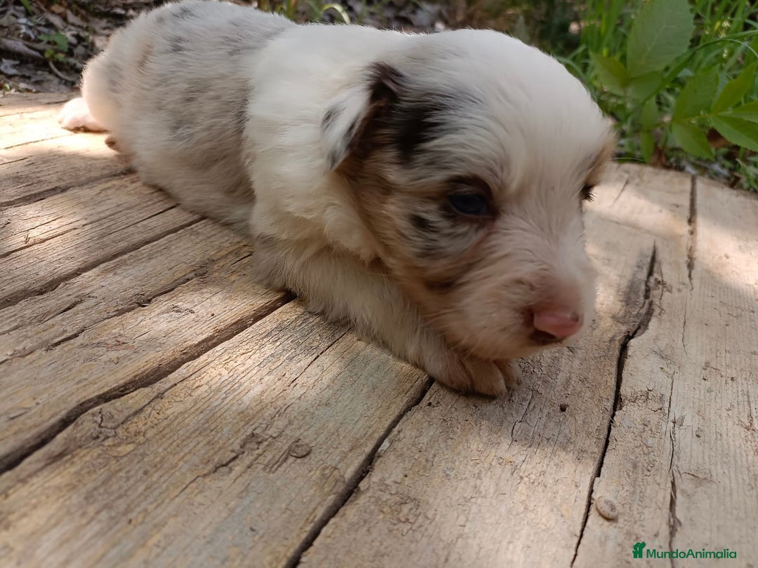 Border Collie perros en venta: Border collie chocolate y merle - Imagen 11