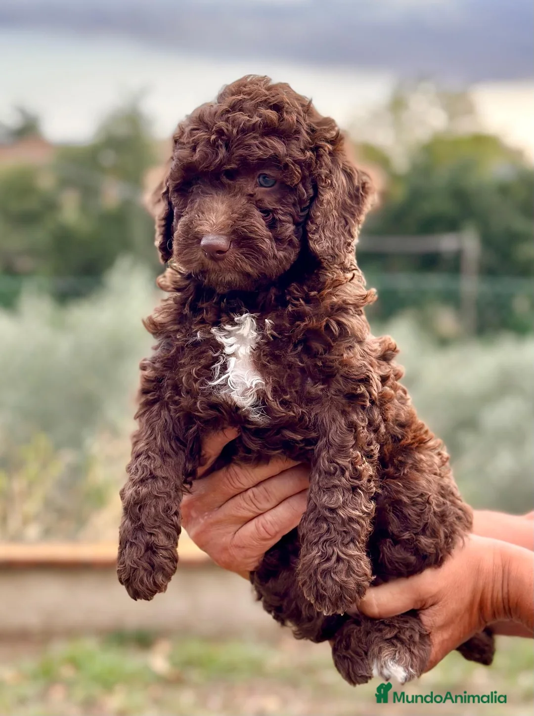 Perro de Agua Español perros en venta: Perro de Agua - Anuncio 1