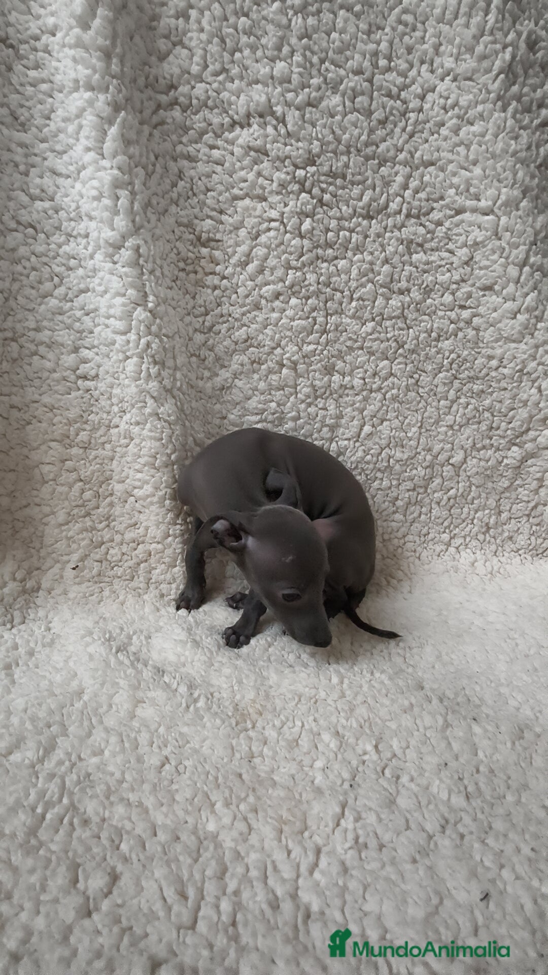 Pequeño Lebrel Italiano perros en venta: Pequeño lebrel Italiano Piccolo Galgo  - Imagen 3