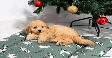 Caniche Mediano perros Caniche enano disponibles!! - Anuncio 1