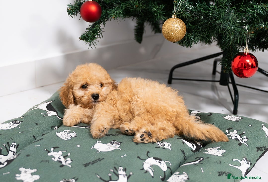 Caniche Mediano perros en venta: Caniche enano disponibles!! - Anuncio 2