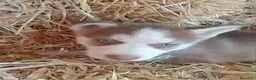 Husky Siberiano perros en venta: Cachorros de husky siberiano🐶🐾 en Sevilla - Anuncio 5