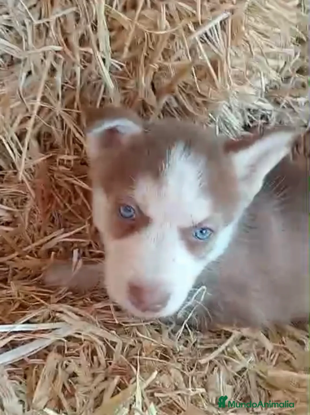 Husky Siberiano perros en venta: Cachorros de husky siberiano🐶🐾 en Sevilla - Anuncio 5