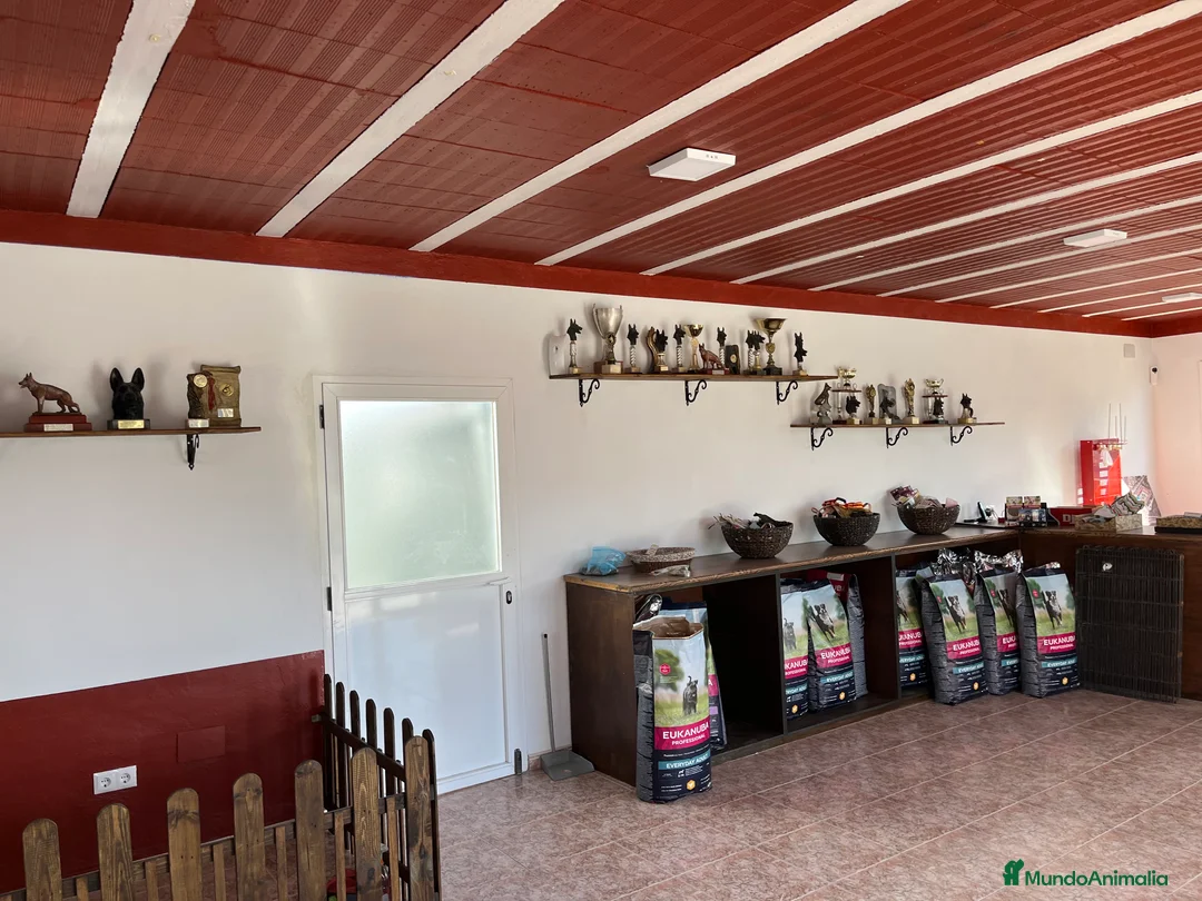 Pinscher Alemán perros en venta: Benidorm Todos los servicios para tu mascota  en Alicante - Anuncio 27