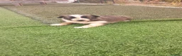 Border Collie perros en venta: Border collie  - Anuncio 6
