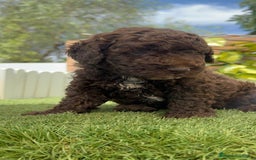 Perro de Agua Español perros en venta: PERRO DE AGUA ESPAÑOL MACHO CHOCOLATE - Imagen 4