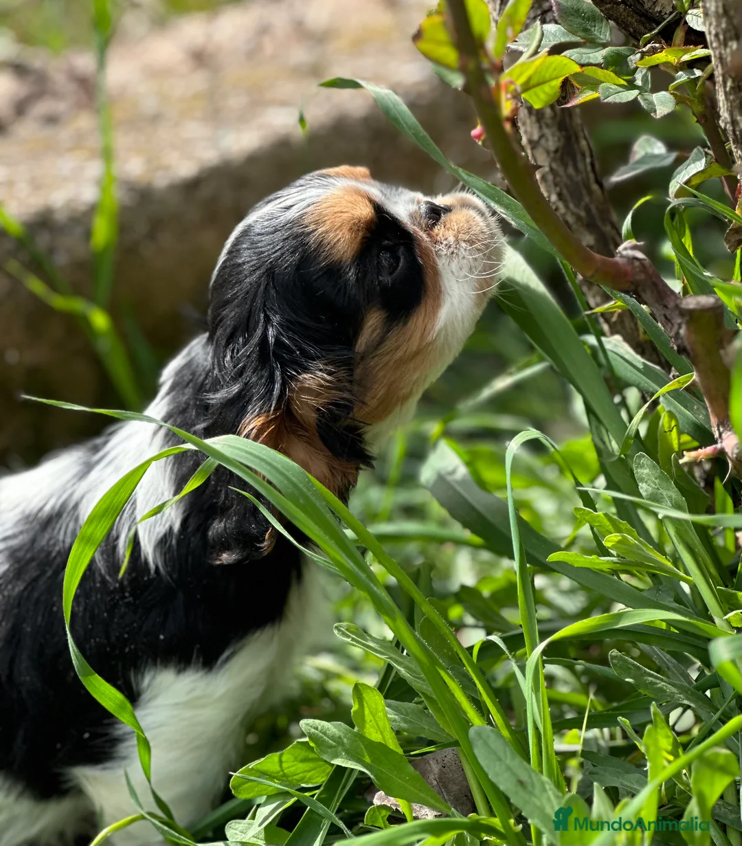 King Charles Spaniel perros en venta: KING CHARLES SPANIEL TRICOLOR MACHO en Barcelona - Anuncio 6