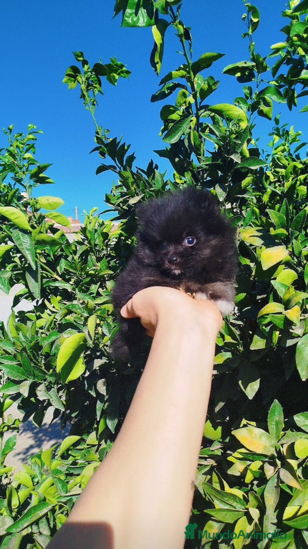 Pomerania perros en venta: Lulú de pomerania toy  - Imagen 4