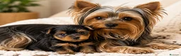 Yorkshire Terrier perros en venta: Yorkshire Terrier Toy Mini  - Anuncio 2
