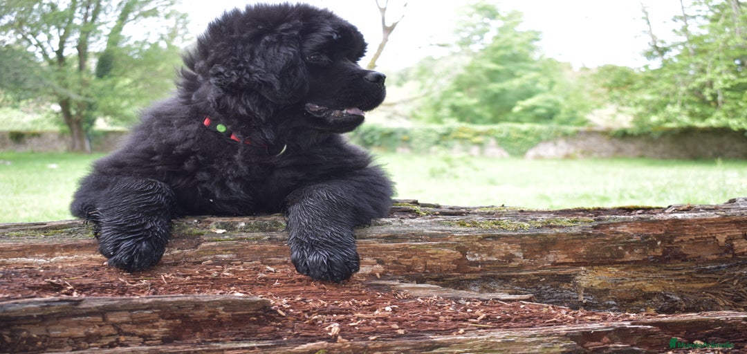 Imagen de galería {{count}}