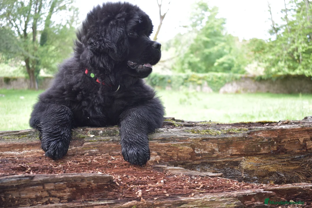 Imagen de galería {{count}}