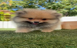Pomerania perros en venta: POMERANIA - Imagen 10
