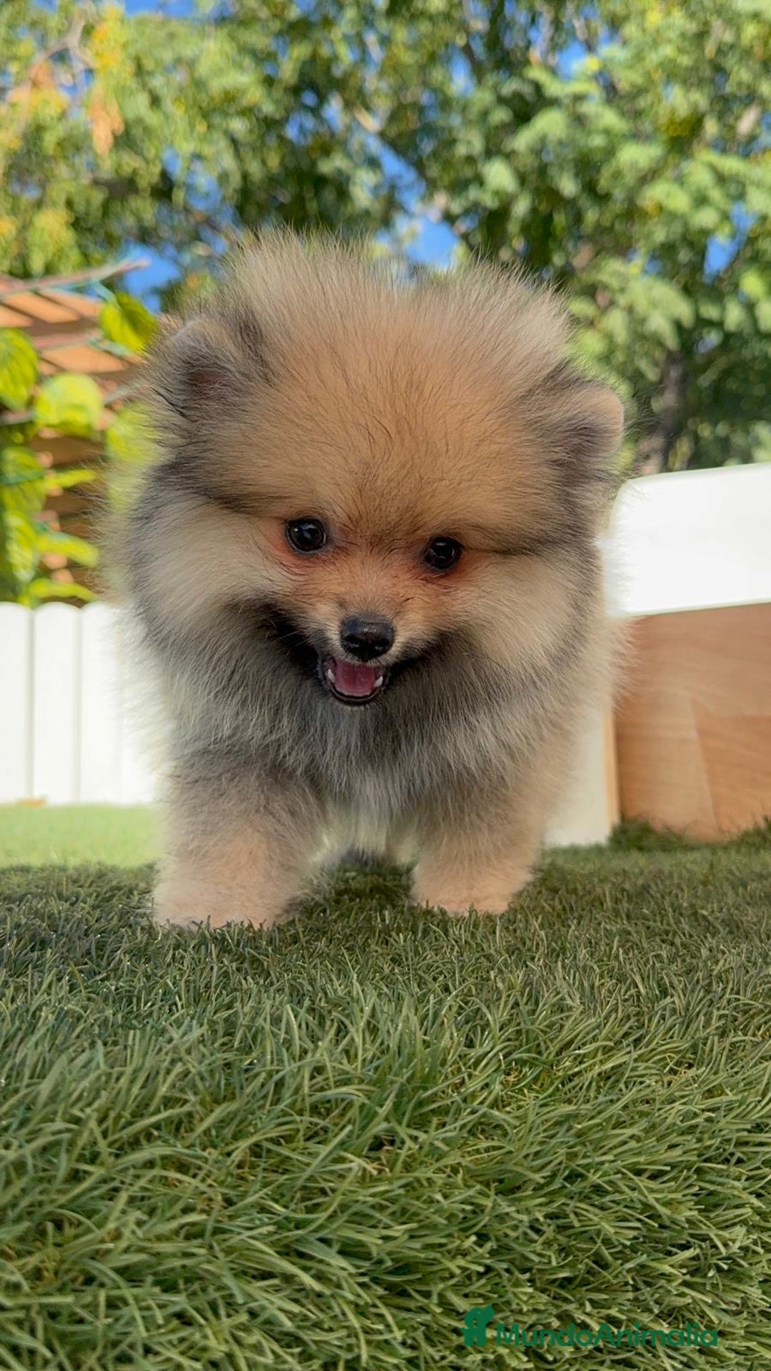 Pomerania perros en venta: POMERANIA - Imagen 10