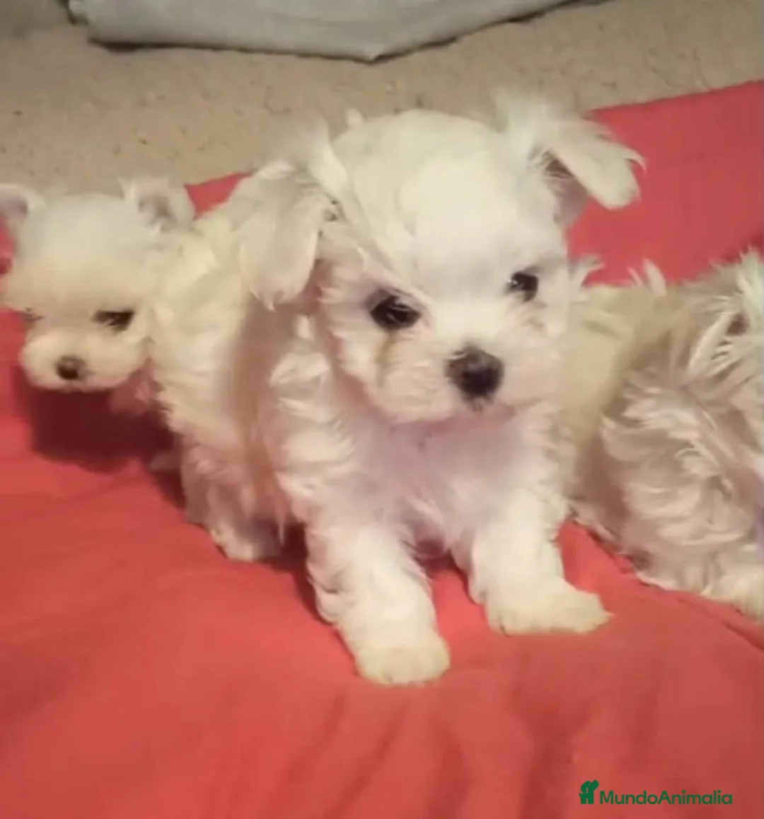 Bichón Maltés perros en venta: cachorros de Bichon Maltes toy  - Anuncio 8