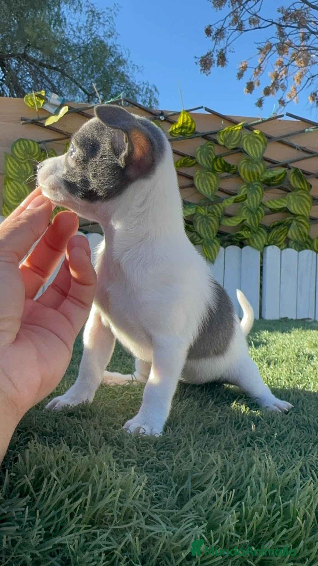 Chihuahua perros en venta: CHIHUAHUA HEMBRA - Anuncio 14