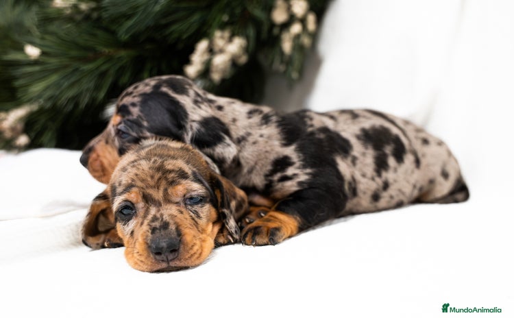 Teckel Miniatura perros Camada de Teckel miniatura disponible!  - Anuncio 4