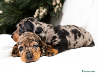 Teckel Miniatura perros Camada de Teckel miniatura disponible! - Anuncio 4