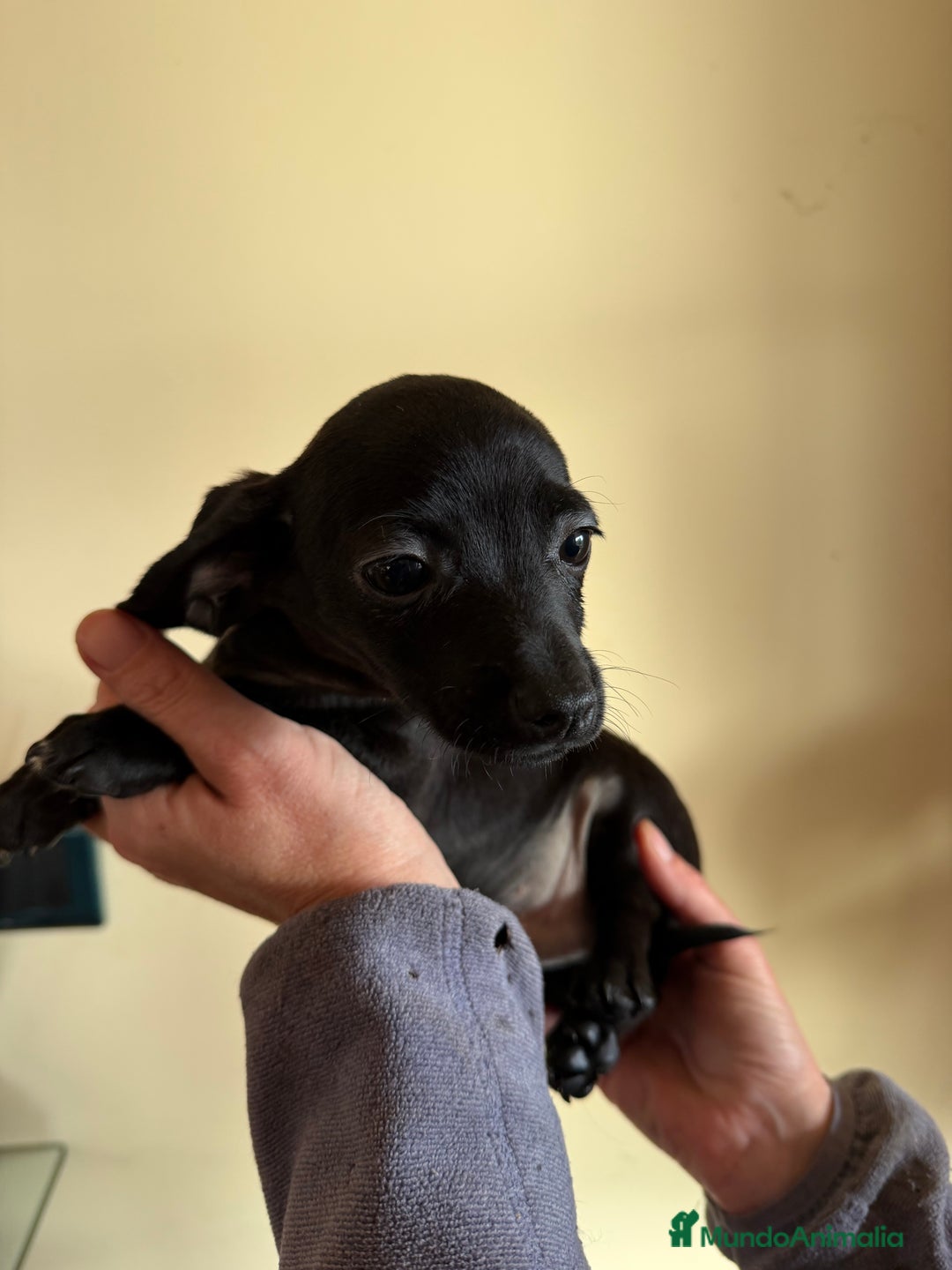 Raza Mixta perros en venta: Cachorrros mezcla de Chuguagua y Teckel  - Anuncio 5