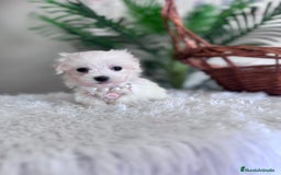 Bichón Maltés perros en venta: BICHON MALTES HEMBRA - Imagen 17
