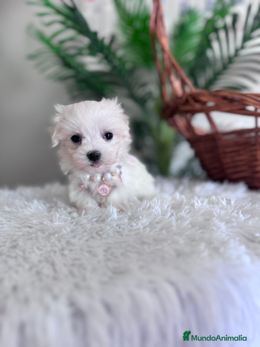 Bichón Maltés perros en venta: BICHON MALTES HEMBRA - Imagen 17