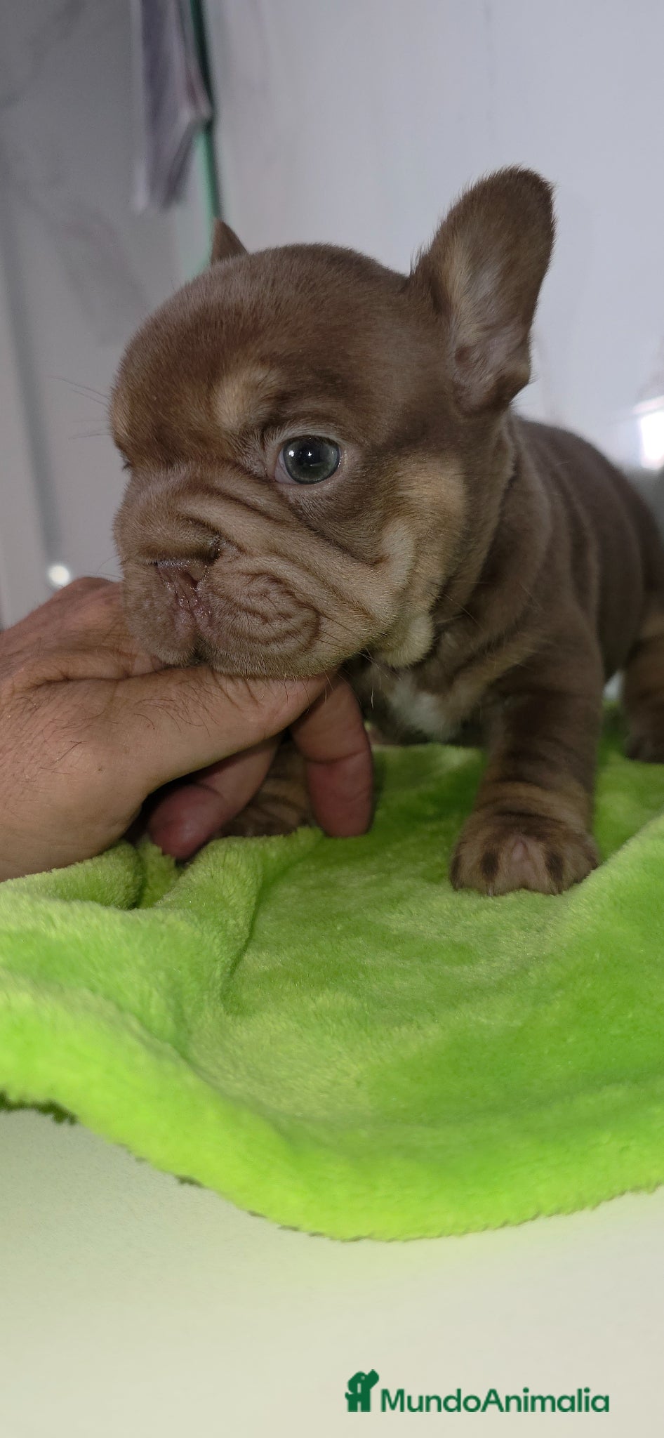 Bulldog Francés perros en venta: Frenchis exoticos  - Anuncio 2
