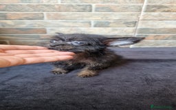 Chihuahua perros en venta: HEMBRA CHIPOO - Imagen 3
