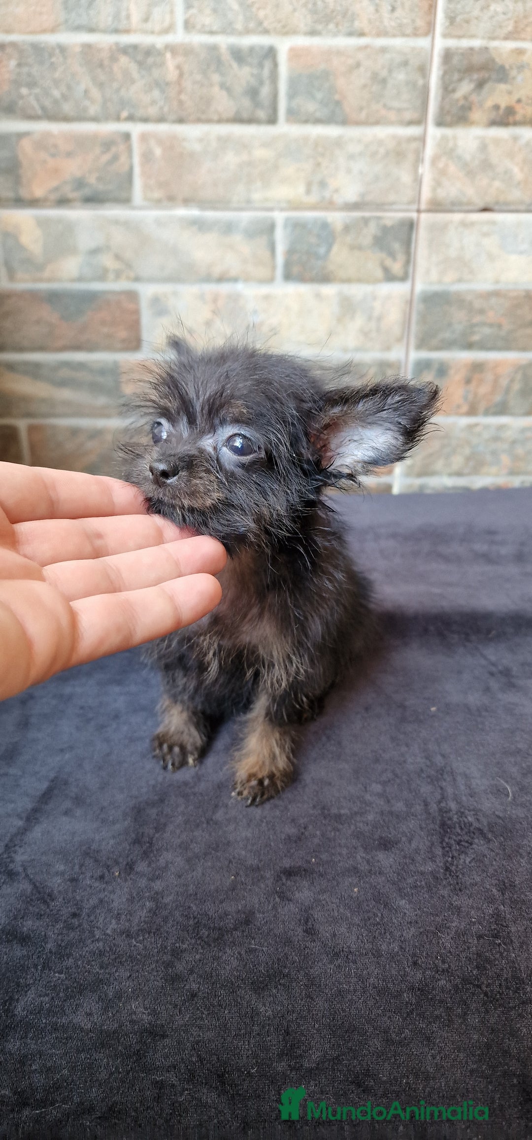 Chihuahua perros en venta: HEMBRA CHIPOO - Imagen 3