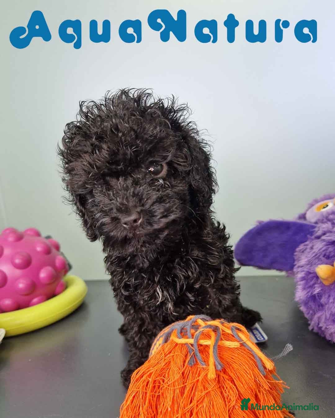 Caniche Toy perros en venta: Caniche Hembra CJMM 4165 AQUANATURA - Imagen 6