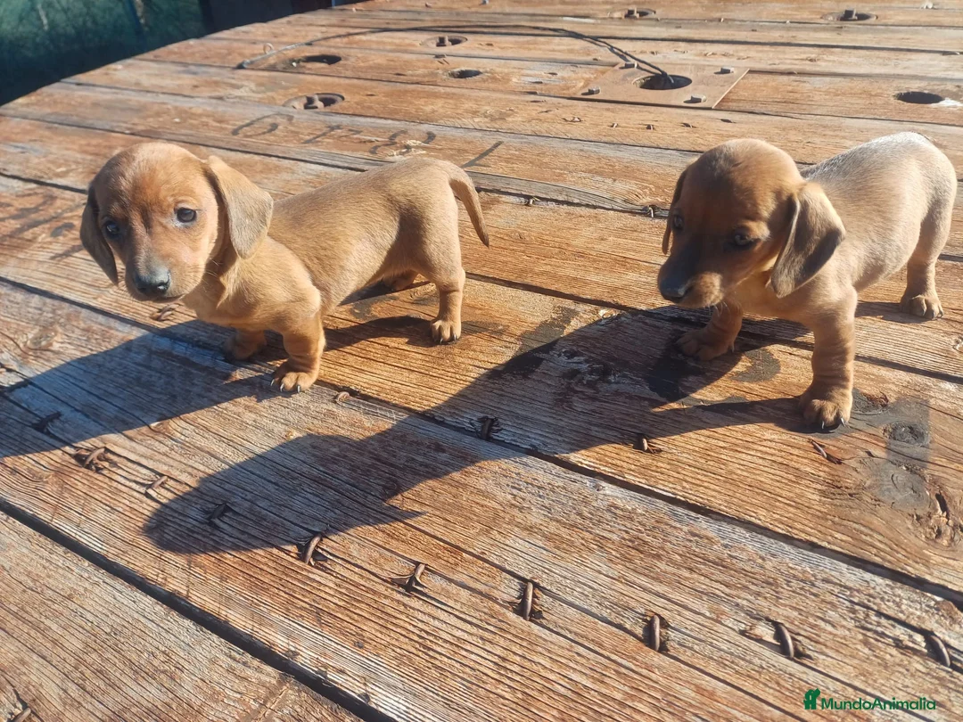 Teckel perros en venta: TECKEL ROJO MACHO en Madrid - Anuncio 4