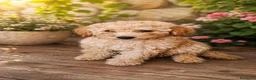 Caniche Toy perros en venta: Caniche toy, oportunidad - Anuncio 3