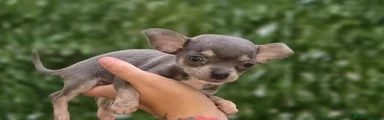 Chihuahua 1