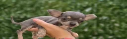 Chihuahua perros en venta: Chihuahua blue  - Anuncio 3