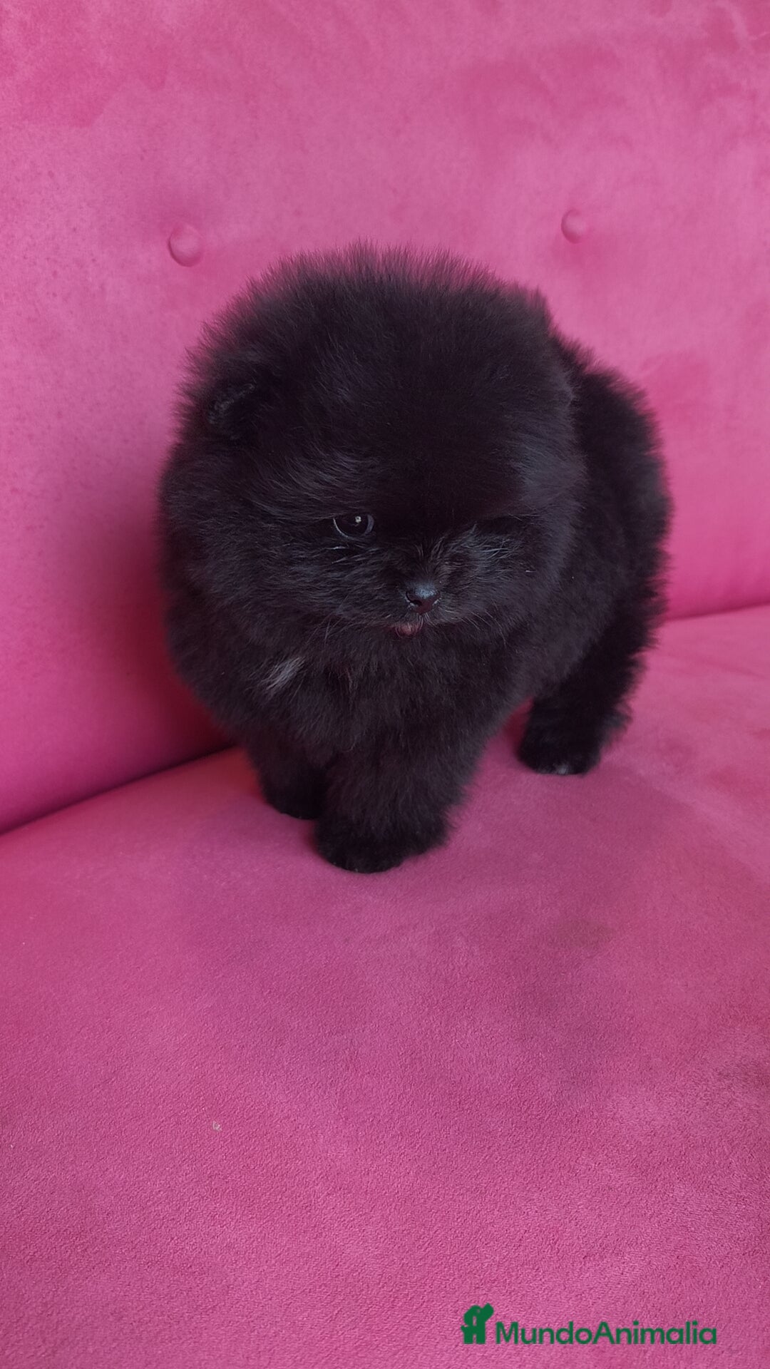 Pomerania perros en venta: Lulú Pomerania hembras  - Anuncio 9