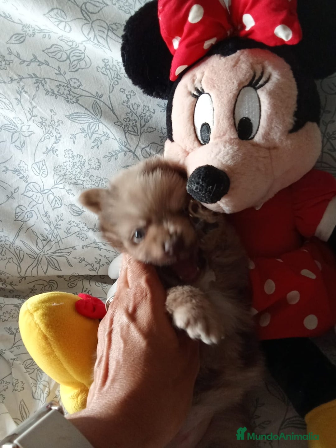 Pomerania perros en venta: Hembra y macho pomerania toys  - Imagen 2