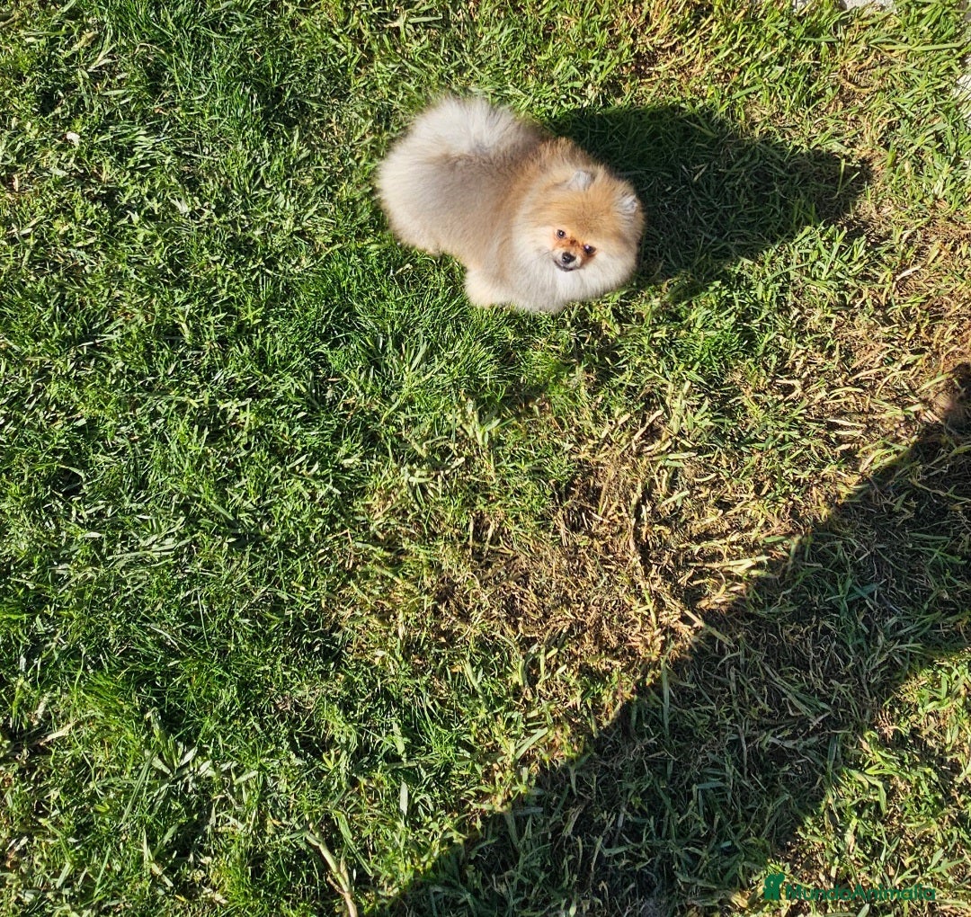 Pomerania perros en venta: Pomerania bellísimo  - Anuncio 3